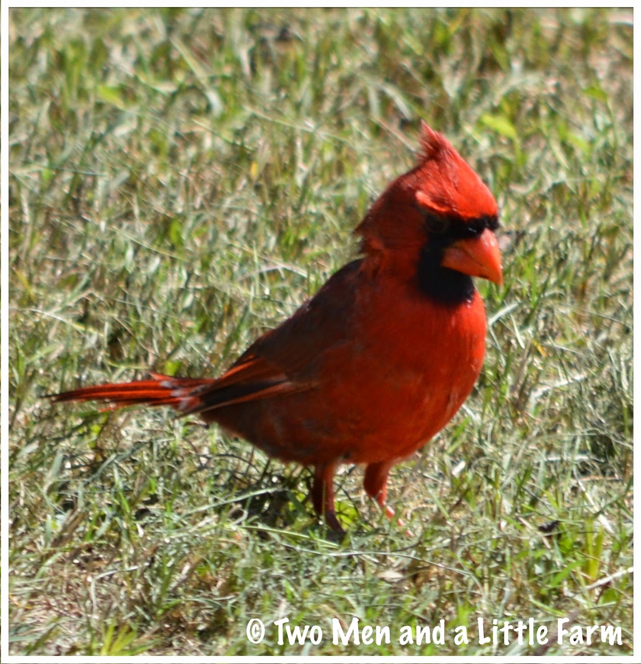 HOw To THE CARDINALS