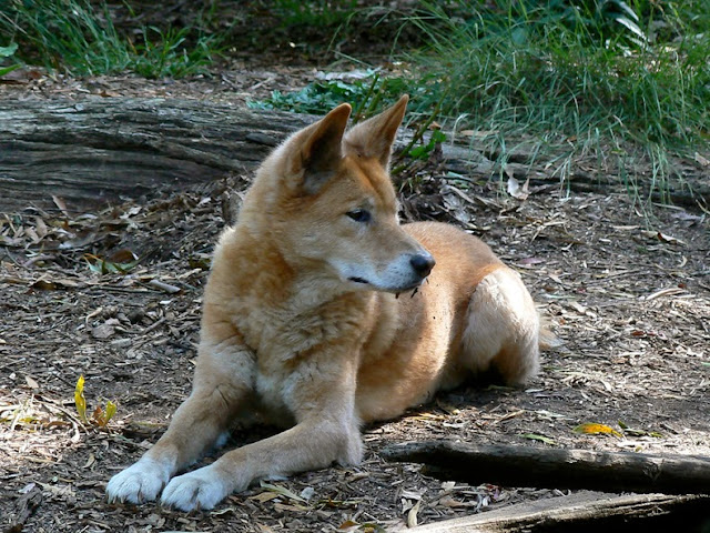 El Cerco del Dingo: una cerca para perros de 5.600 kilometros en Australia