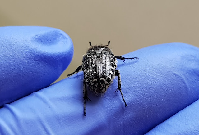 Oxythyrea funesta escarabajo del sudario coleóptero
