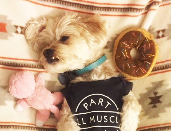 Como os Shih Tzu escolhem seus brinquedos Preferidos?