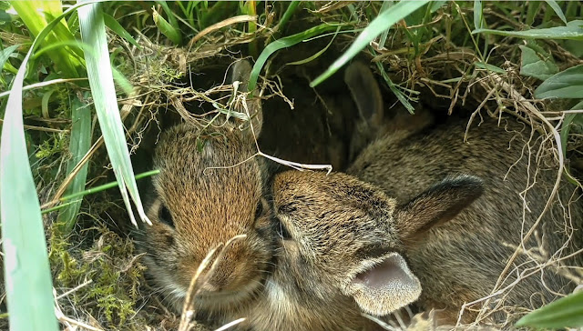 Baby Cottontail Rabbits in Their Nest