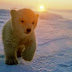 (ΚΟΣΜΟΣ)Ρώσοι πιλότοι εντόπισαν νεαρό αρκουδάκι να περιπλανιέται μονό του στην Αρκτική