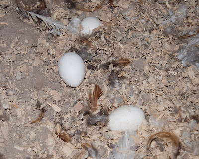 eggs on the ground