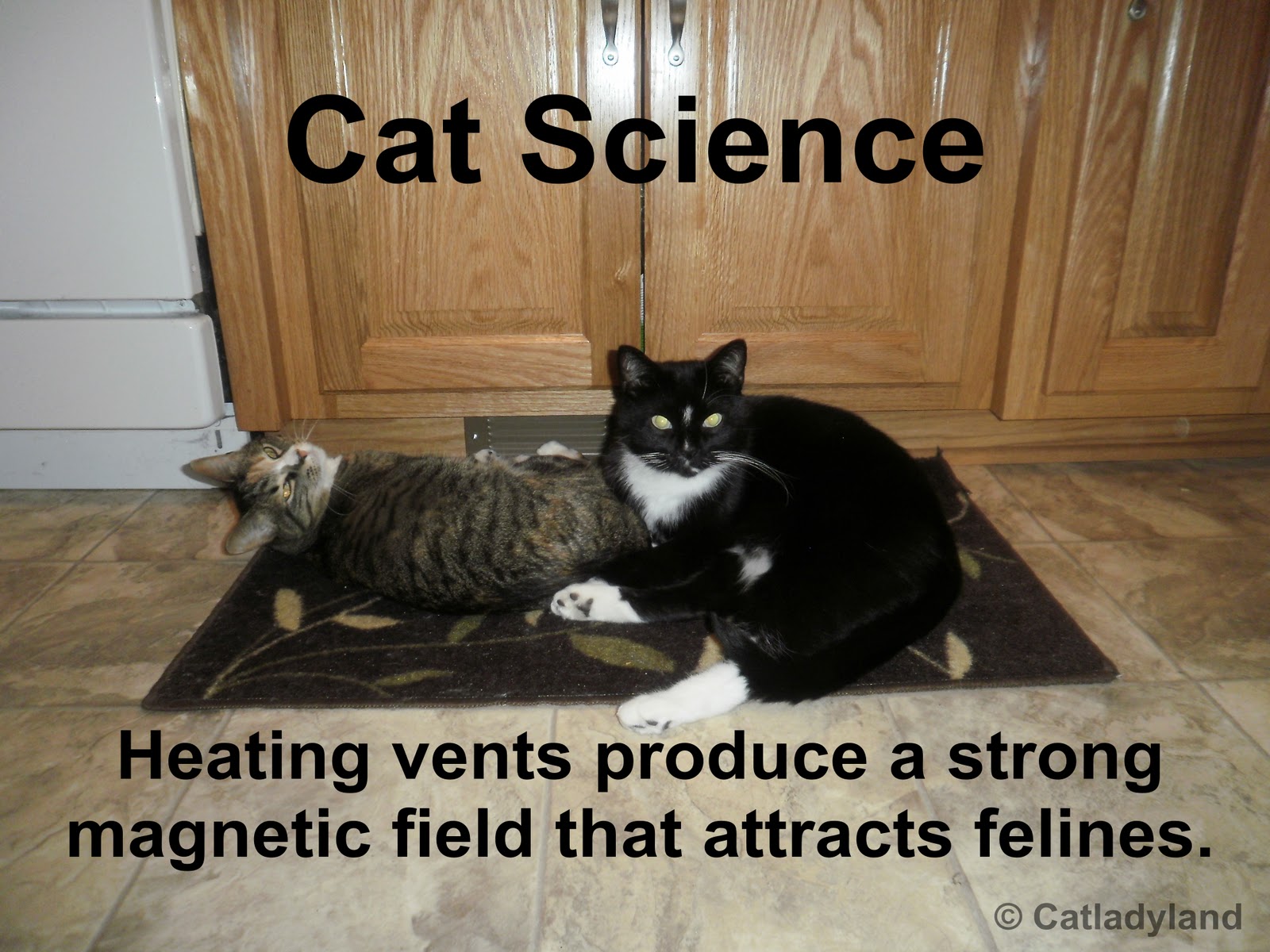 Catladyland: Cats are Funny: Cat Science