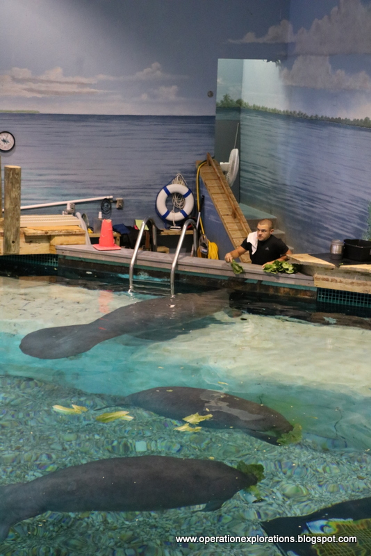 Operation Explorations South Florida Museum, and Parker Manatee Aquarium