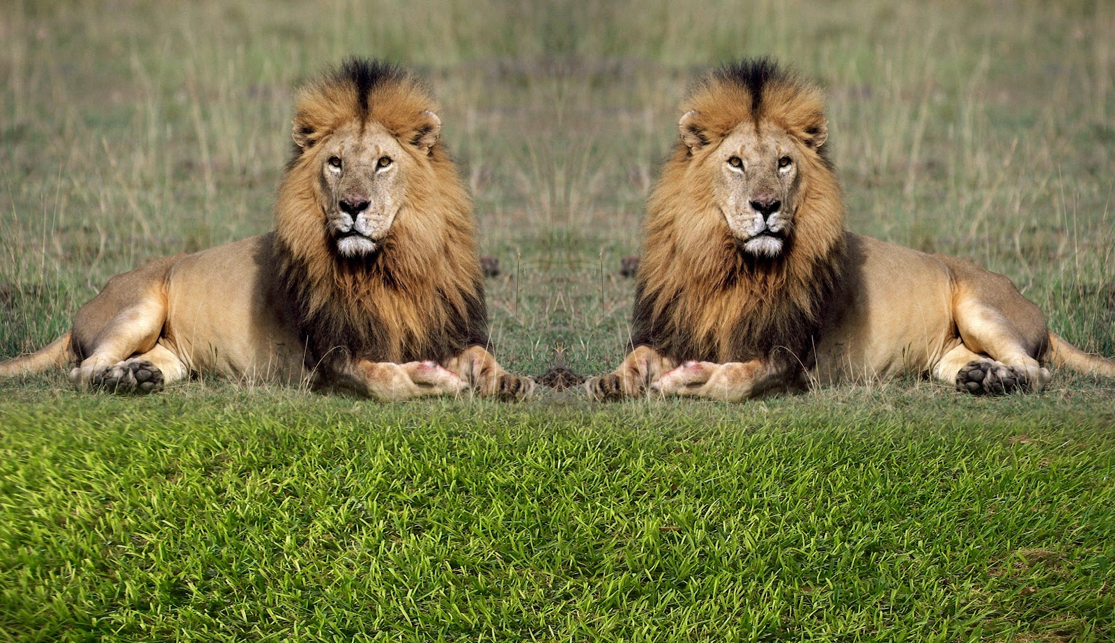 Лева 2 часа. Два Льва. Лев и Близнецы. Два Льва фото. Лев обои.