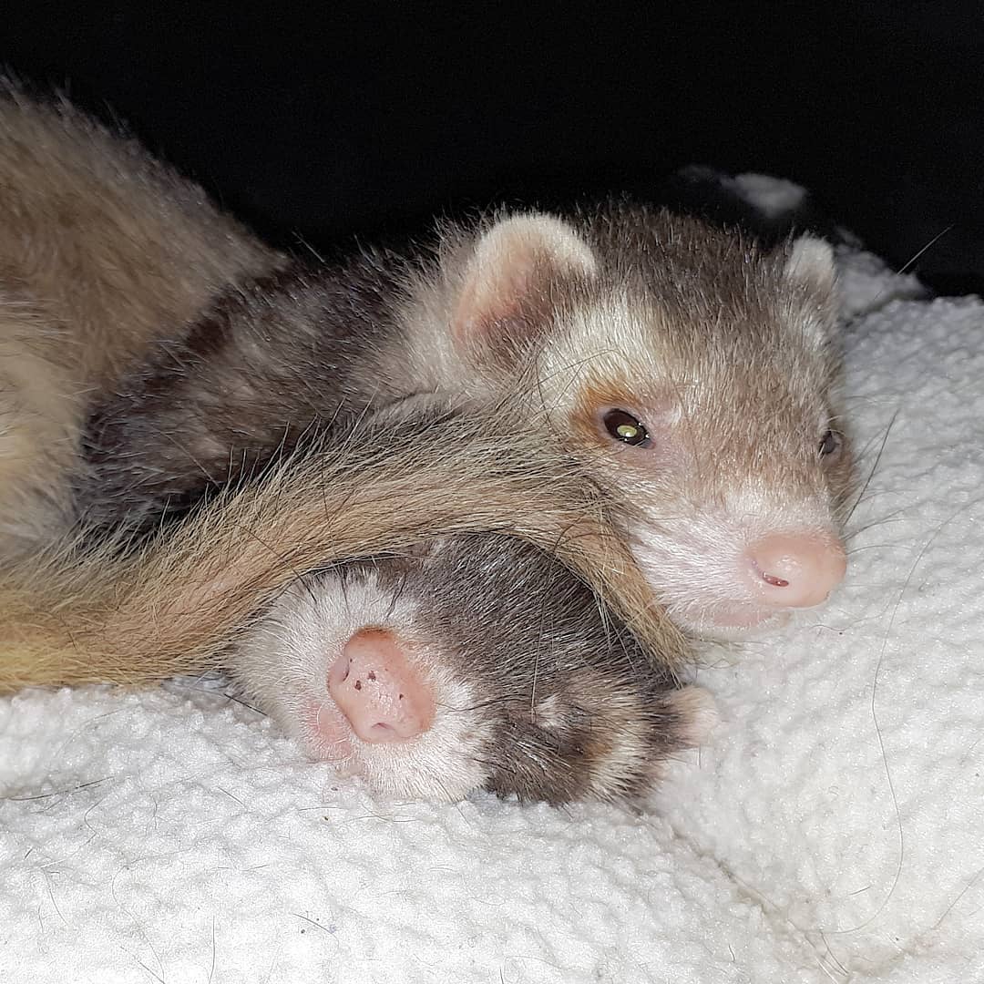 Ferret Forest Five Easy Steps to Keeping a Clean Ferret Cage