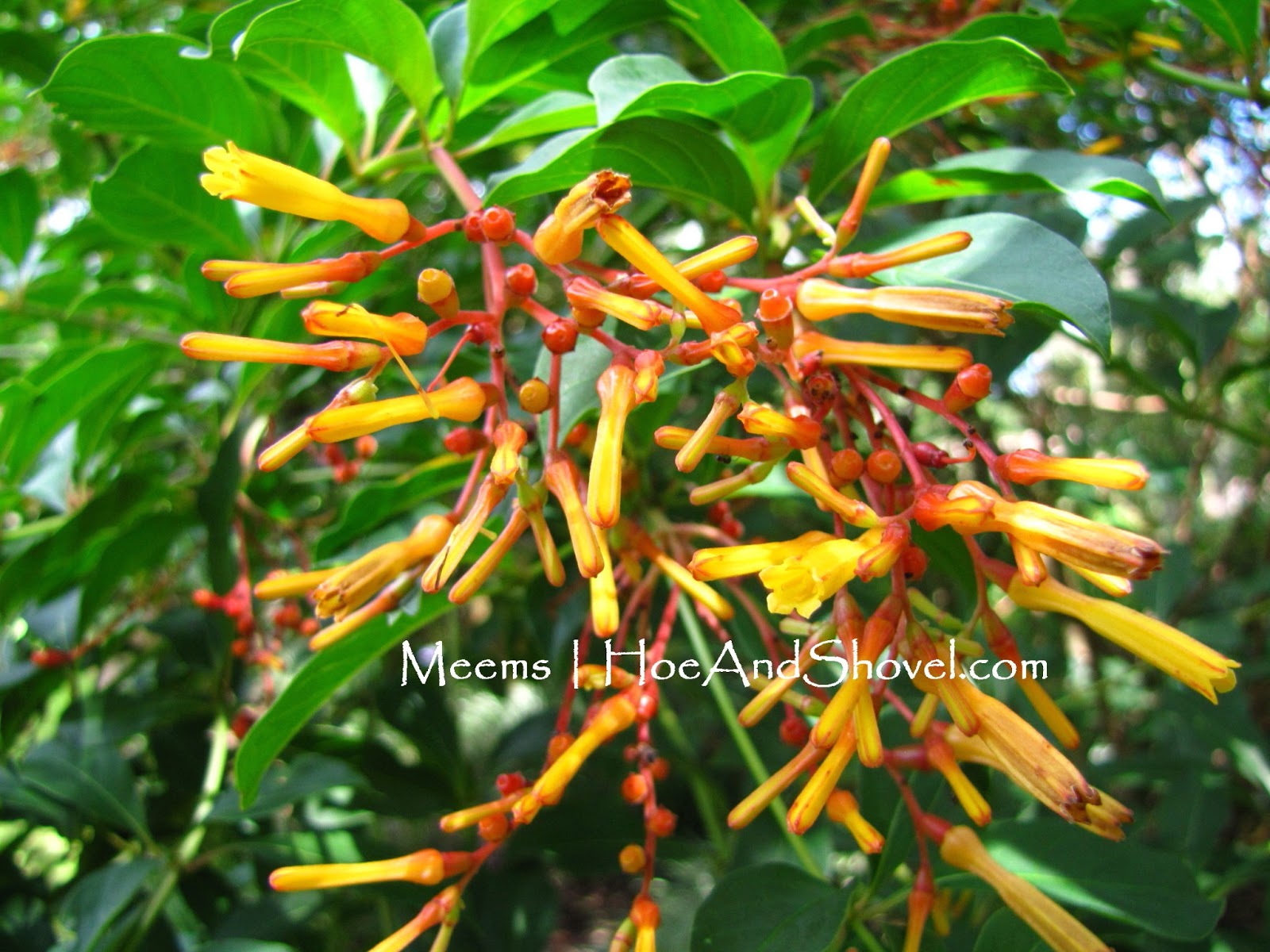 A Dozen Fun Ways To Plant Hen Chicks Sempervivum Organized