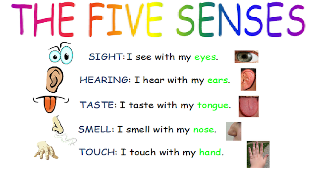 Seneca School - Year 1 - Science / English: Natural Science and English