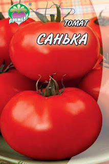 лучшие низкорослые томаты +для теплицы