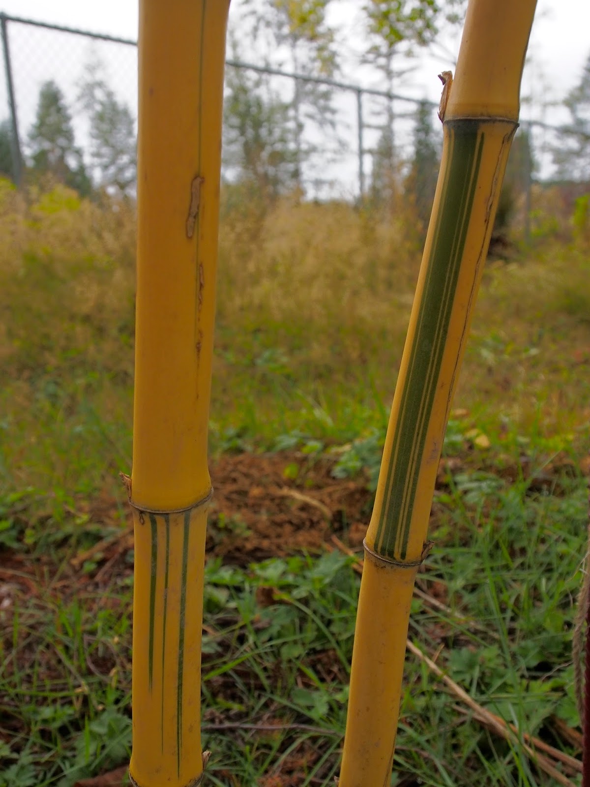Bamboo at the Hoyt Arboretum