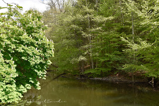 Naturschutzgebiet Schmalsee in Mölln