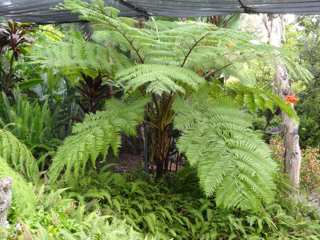 Flora Wonder Blog A Morning In The Los Angeles Botanic