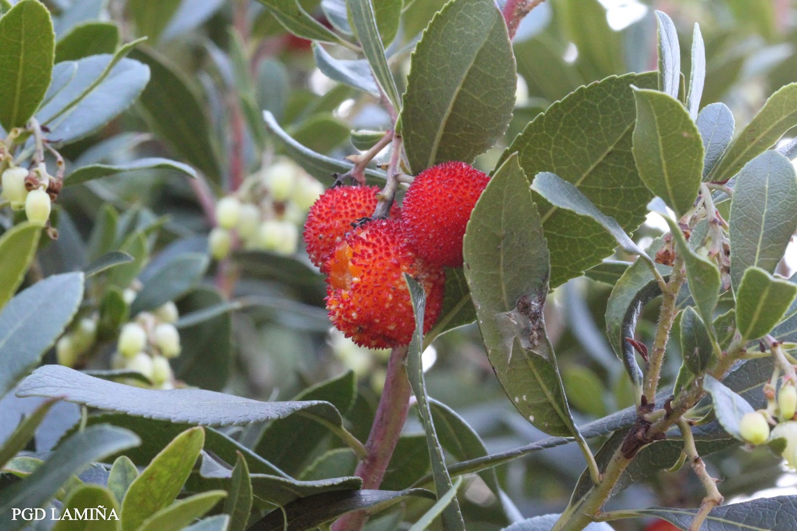 ARBUTUS UNEDO. madroño.