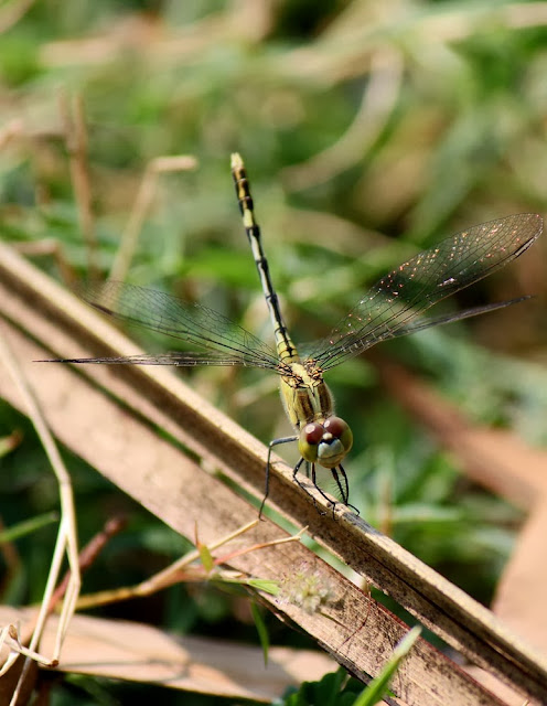 yellow striped dragonfly