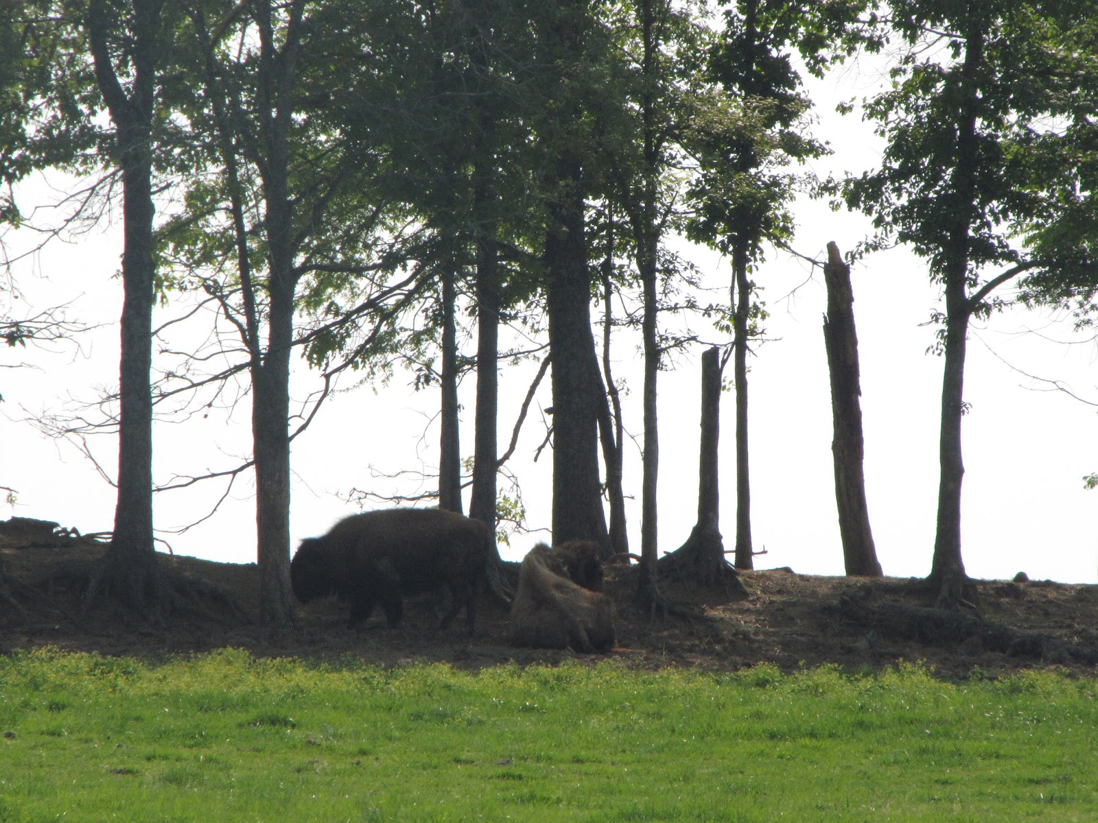 Prius Camping for three (Us and the Dog) Tupelo Mississippi Elvis