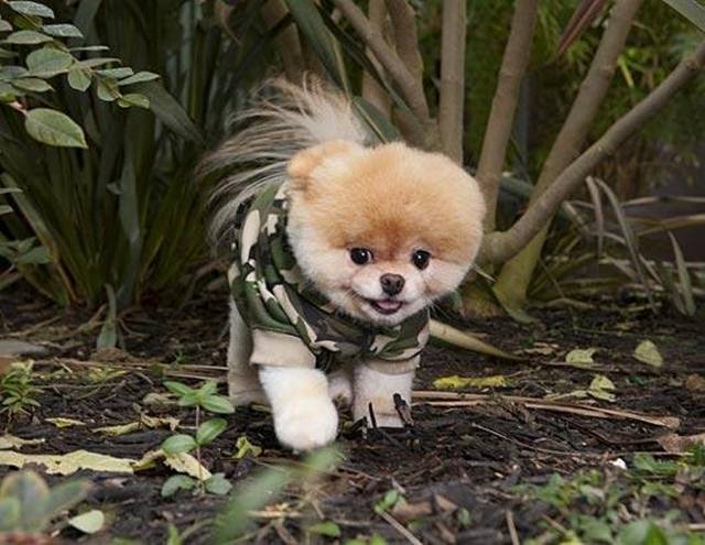 PhotoFunMasti: Boo — The World's Cutest Dog