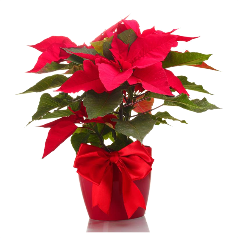 Different Christmas Decorating Ideas Using Poinsettias Javin Tham