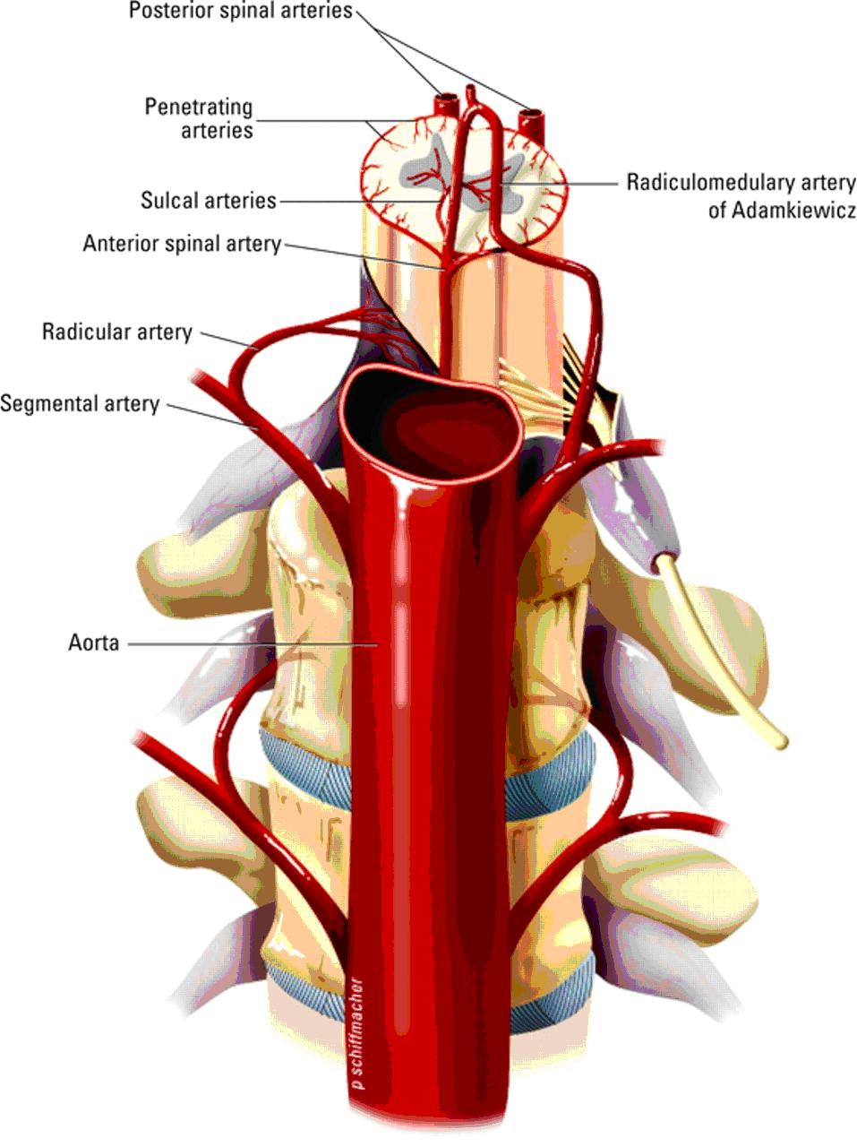 Спинальный кровообращение. Передняя спинномозговая артерия. Задняя спинномозговая артерия. Корешково спинномозговые артерии. Кровеносные сосуды спинного мозга.