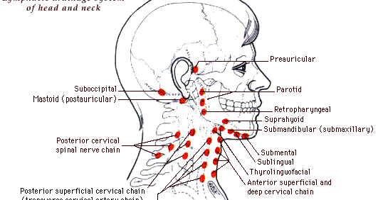 Back Of Neck Anatomy Lymph Is It Normal To Feel Lymph Nodes In The