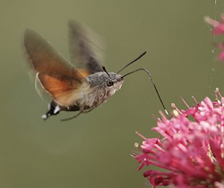 a bird flies 2 3 asvab 8