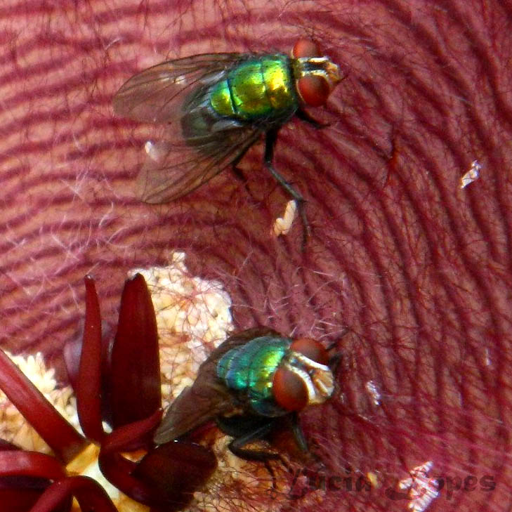 Insetologia - Identificação de insetos: Moscas Varejeiras Iludidas por Flor  Fedida no Rio de Janeiro
