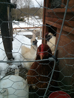 chicken watching