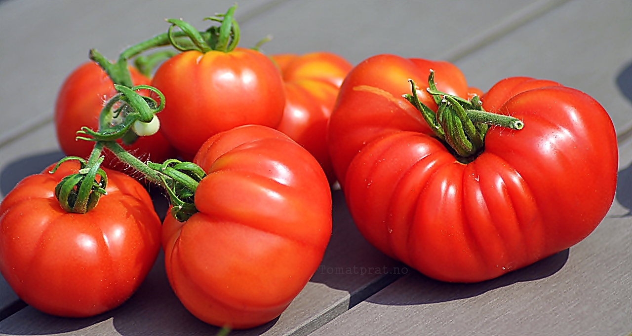 огромный помидор на весах. помидор весы. томат морковный. весы kitchen scale. томат бакинский великан 20шт сиб сад, шт.