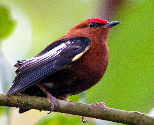 The Birds of Ecuador: Club-winged Manakin, Tropical Rainforest Wonder