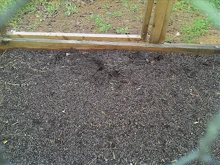 Planting bed showing some sprouts and dig marks from squirrels