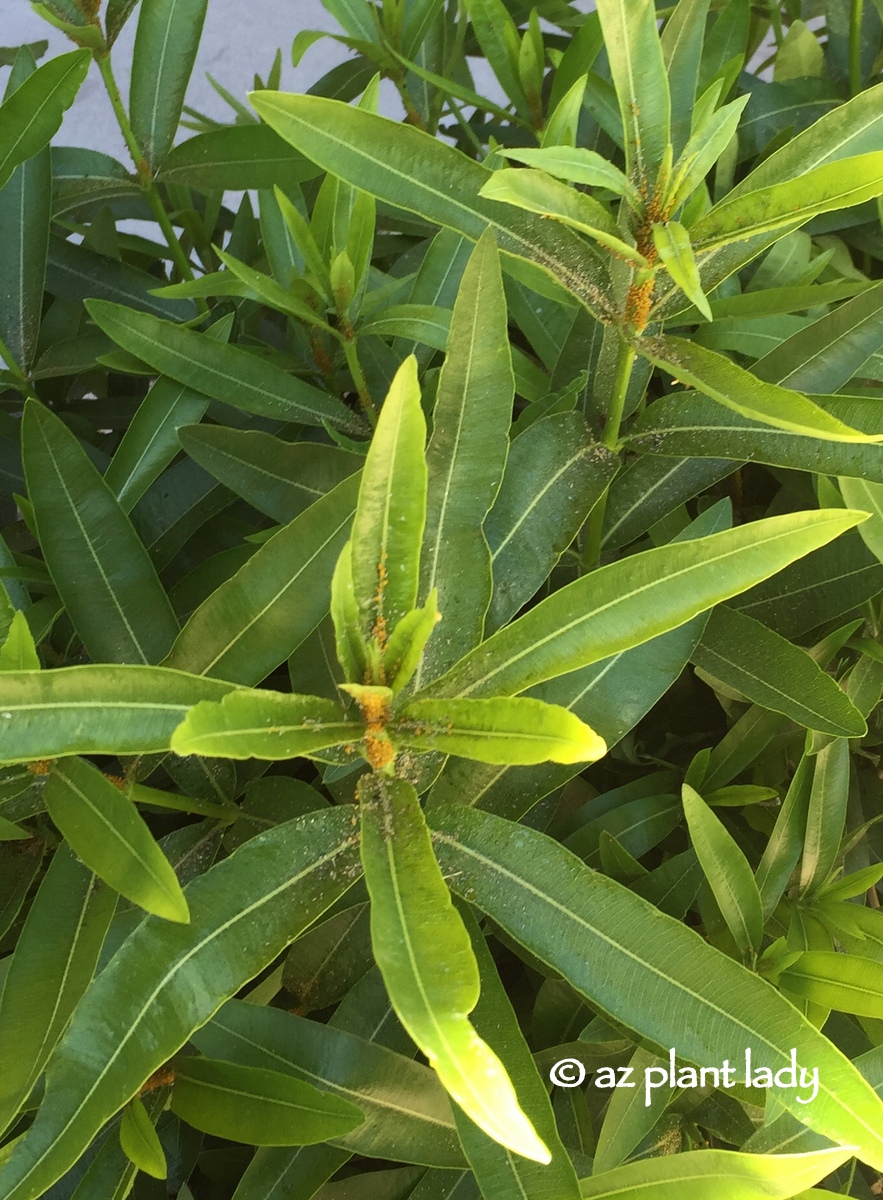 Life Between The Flowers Evergreen Winter Yellow Flowering Spiky
