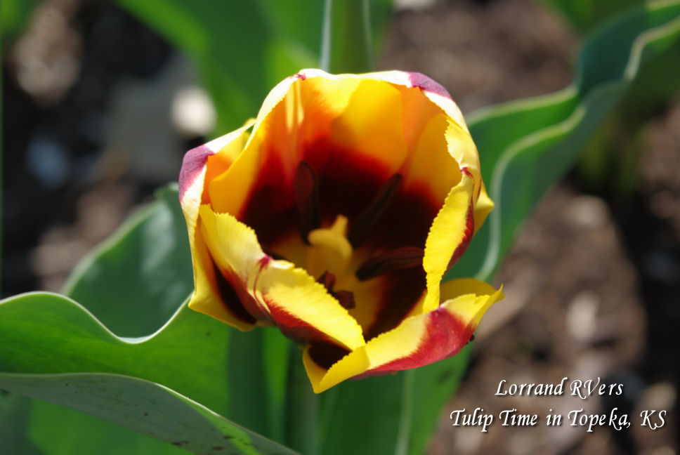 Lorrand RVers Tulip Time in Topeka