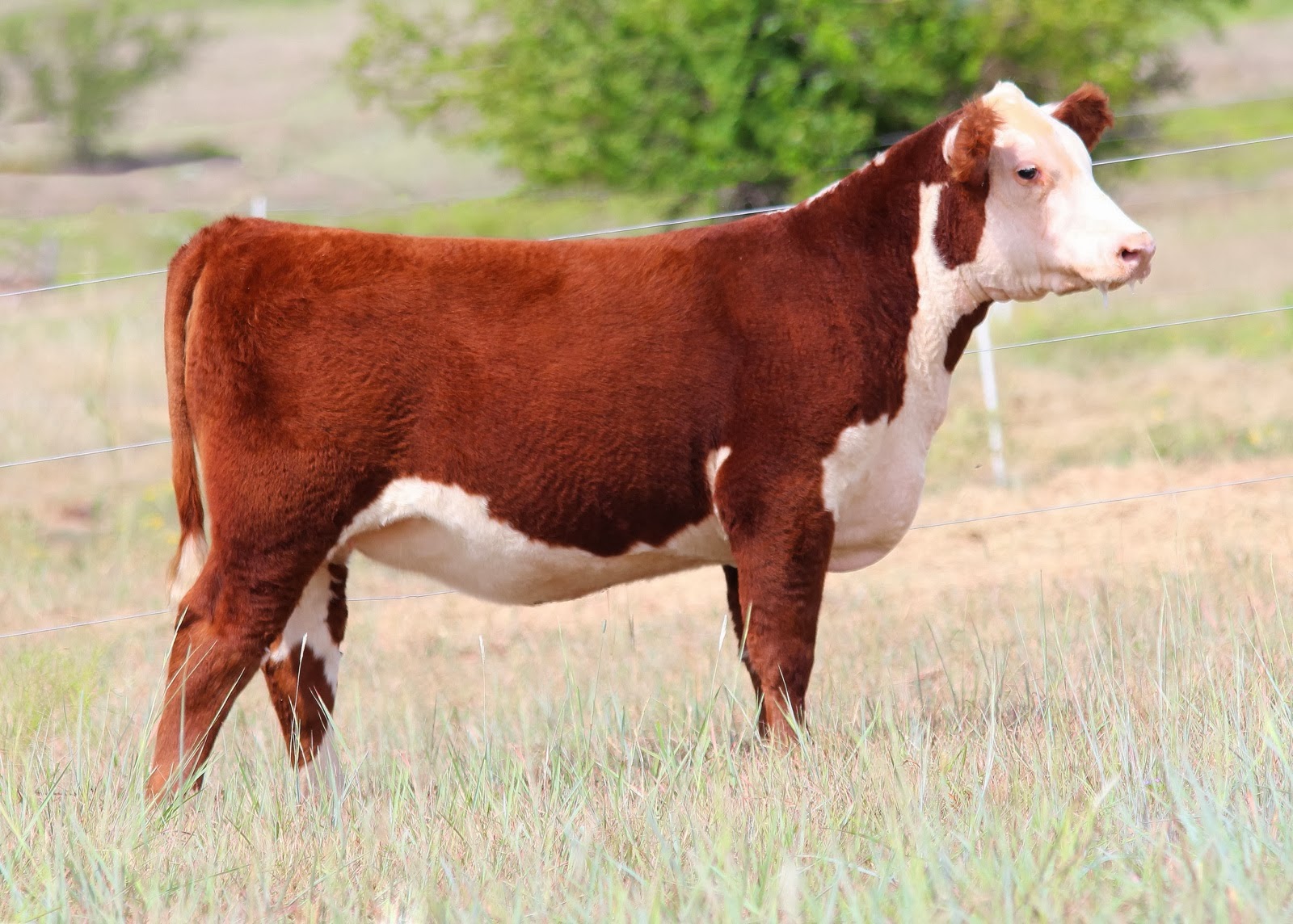 Carter Cattle Cattle For Sale