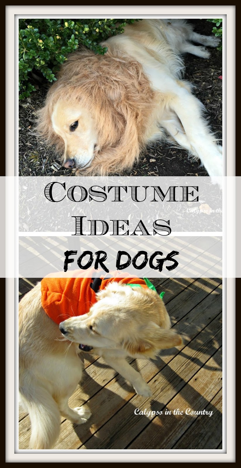 Funny Halloween Costumes for Dogs 