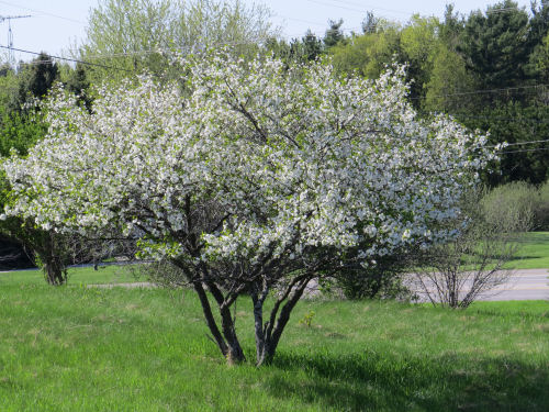 sour cherry tree in blossom