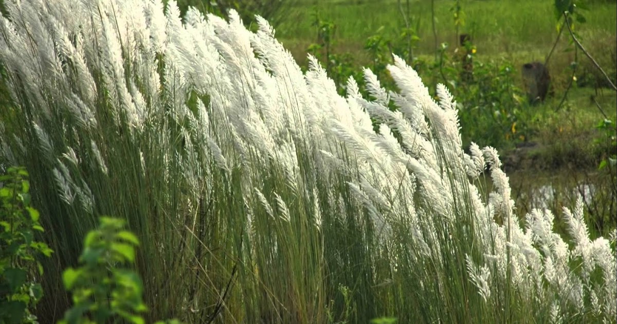 shiatoshi: Kash phool/ Kans grass: Plant Description and Its uses