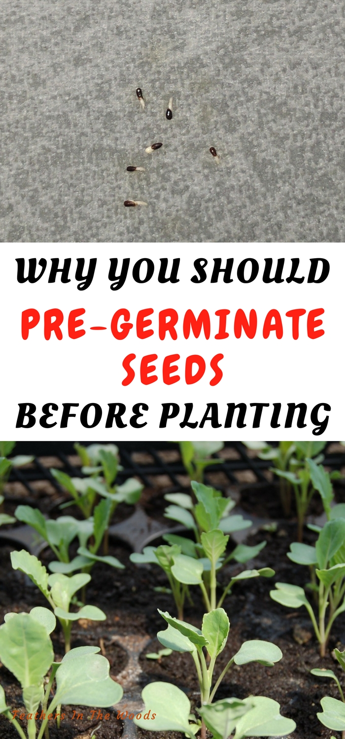 How to pregerminate seeds Feathers in the woods