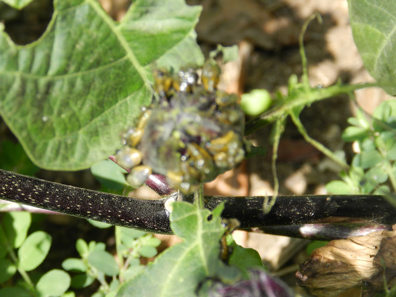 The Galloping Gardener Bugs eating my Plants.