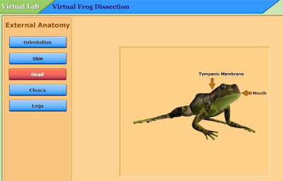 virtual frog dissection game free online virtual frog dissection game free online
