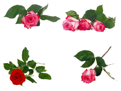 Red Rose Vector | Vector Free Downloads