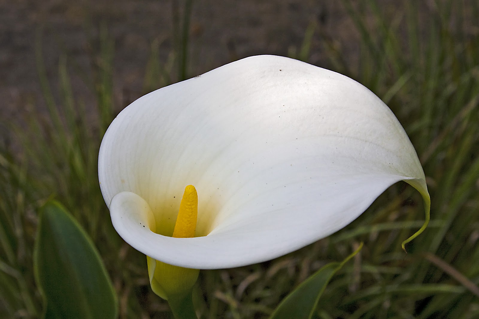 Our Japanese Garden Arum Lily