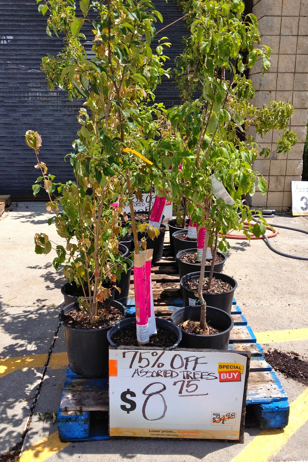 DIY Why Spend More 75 off select trees at Home Depot
