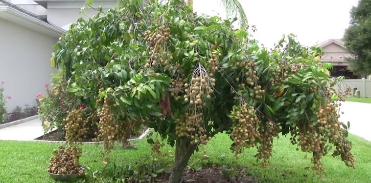 Cara Menanam Kelengkeng di Depan Rumah Cara Menanam Kelengkeng di Depan Rumah