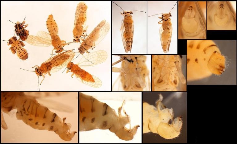Spyllids Insect TYPES OF INSECTS : Acacia Psyllid