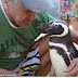  Dindim: A sweet Magellanic Penguin Travels Miles away just to be with his Human
