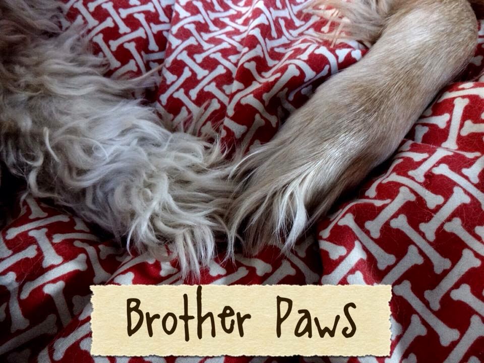 Murray's Mouth Why Do Your Pup's Paws Smell Like Fritos?