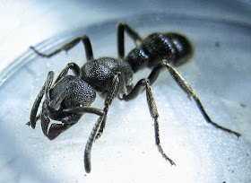 Worker of a large Pachycondyla ant