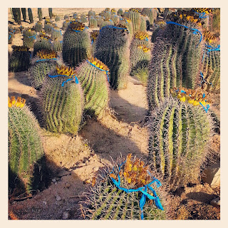 Barrel Cactus Fruit Motherload Tucson
