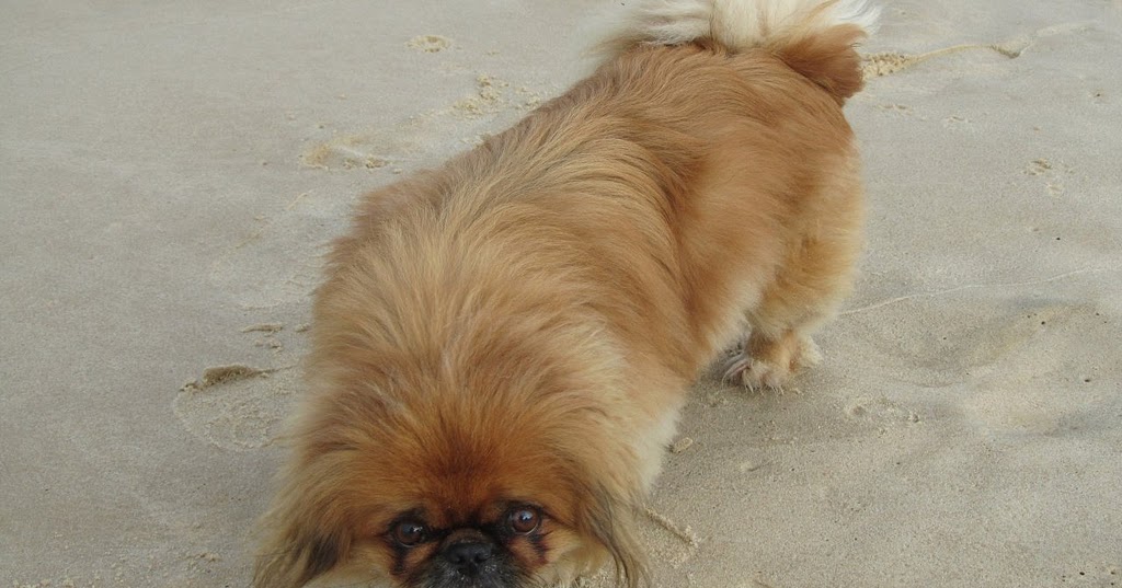 Tribu Animale Mon chien grogne comment réagir