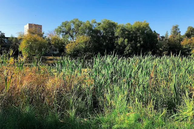 Тимирязевский парк, Большой Садовый (Академический) пруд | Timiryazevsky Park, Bolshoi Sadovy (Akademichesky) pond (Big Garden (Academic) Pond)